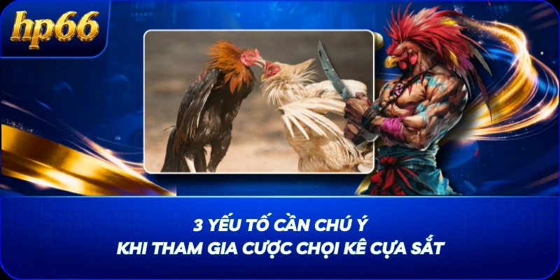 3 yếu tố cần chú ý khi tham gia cược chọi kê cựa sắt